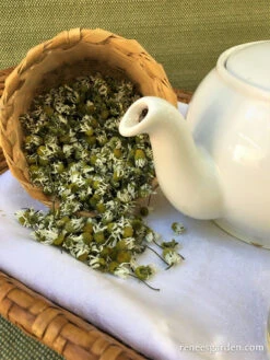 Bodegold Chamomile 22 Bodegold Chamomile -Parkseed Shop 1 Chamomile web