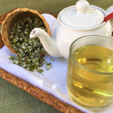 Bodegold Chamomile 6 Bodegold Chamomile - Image 4