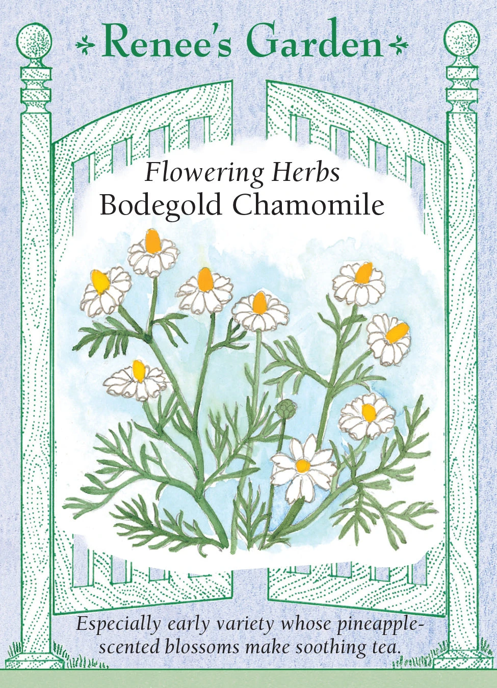 Bodegold Chamomile 3 Bodegold Chamomile