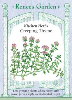 Creeping Thyme