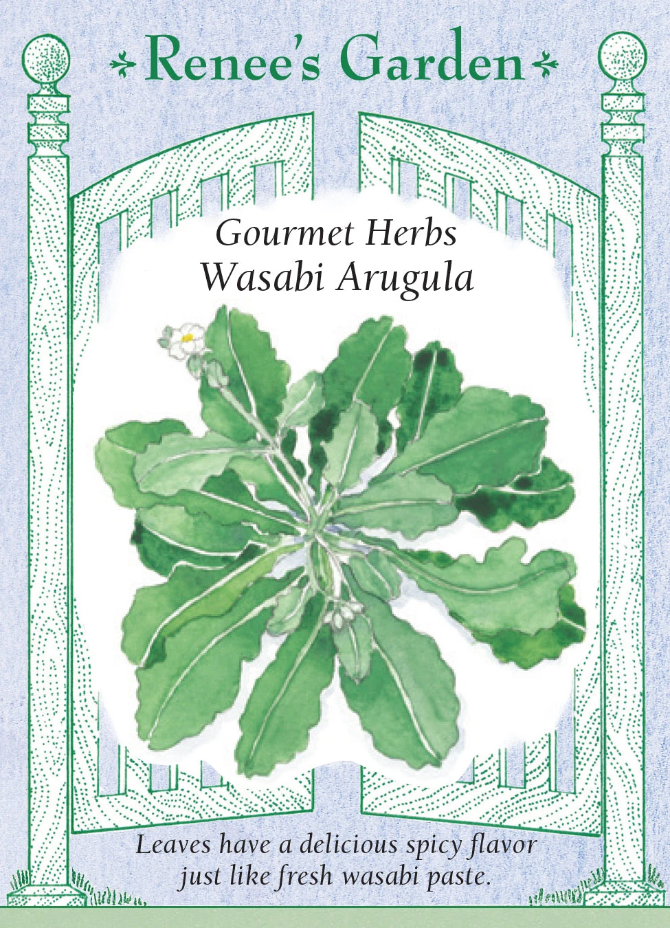 Wasabi Arugula 3 Wasabi Arugula