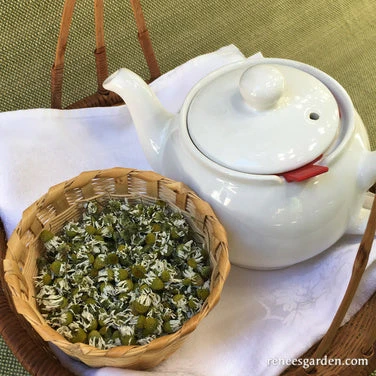 Bodegold Chamomile 12 Bodegold Chamomile - Image 10