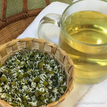 Bodegold Chamomile 13 Bodegold Chamomile - Image 11