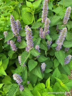 Root Beer Hyssop -Parkseed Shop Agastache2 WEB