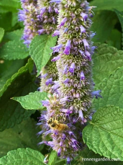 Root Beer Hyssop -Parkseed Shop Agastache4 WEB