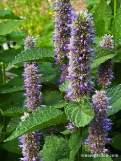 Root Beer Hyssop -Parkseed Shop Agastache6 WEB