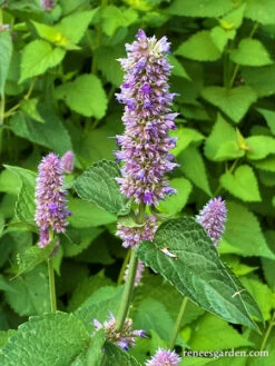 Root Beer Hyssop -Parkseed Shop Agastche WEB Three