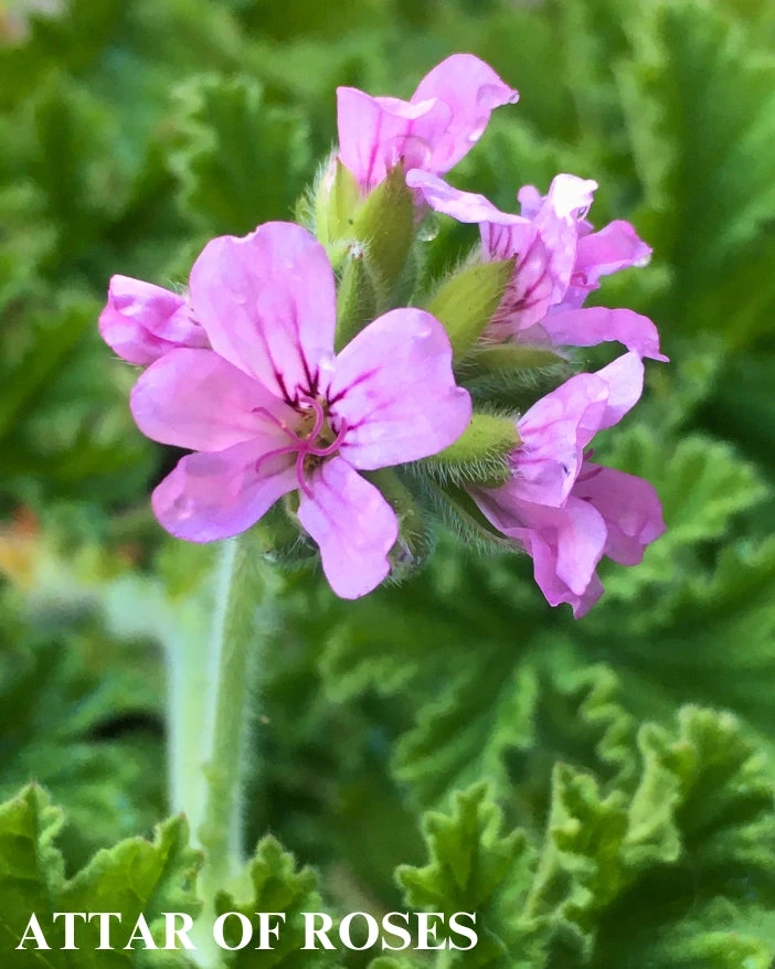 Trio I: Chocolate And Roses 4 Trio I: Chocolate And Roses - Image 2