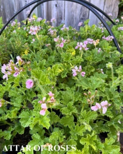 Trio I: Chocolate And Roses 14 Trio I: Chocolate And Roses -Parkseed Shop AttarofRoses27