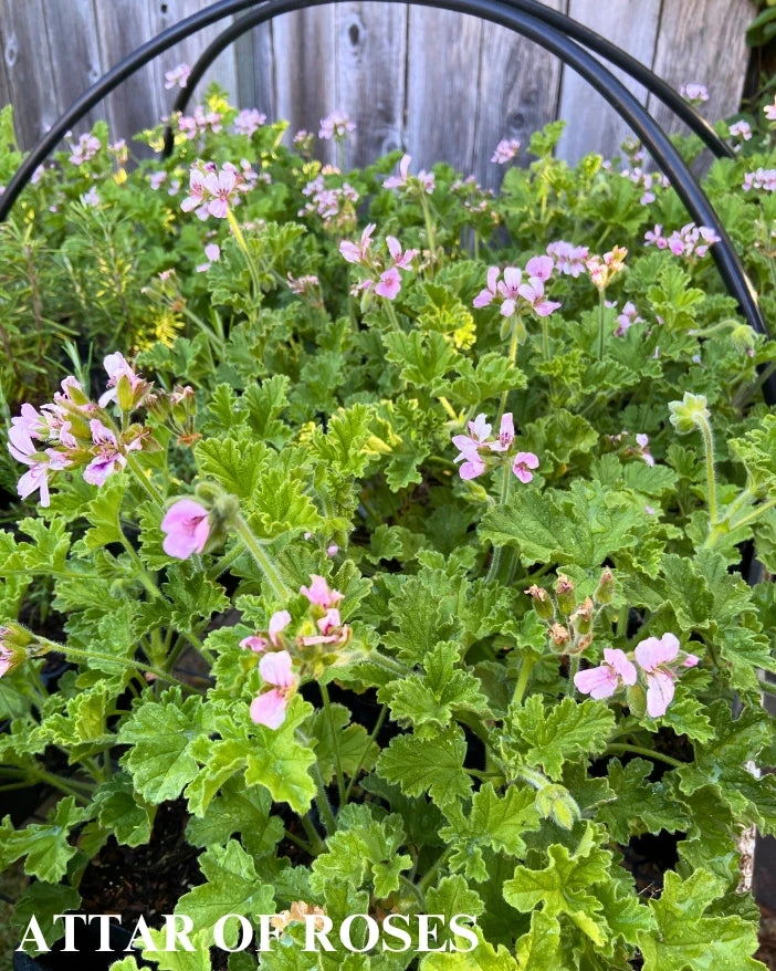 Trio I: Chocolate And Roses 7 Trio I: Chocolate And Roses - Image 5