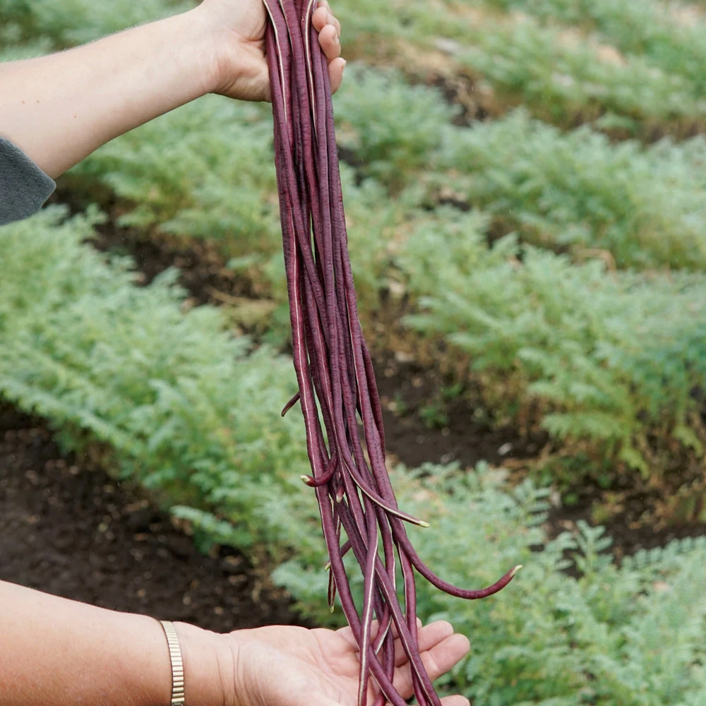 RED NOODLE 4 RED NOODLE - Image 2