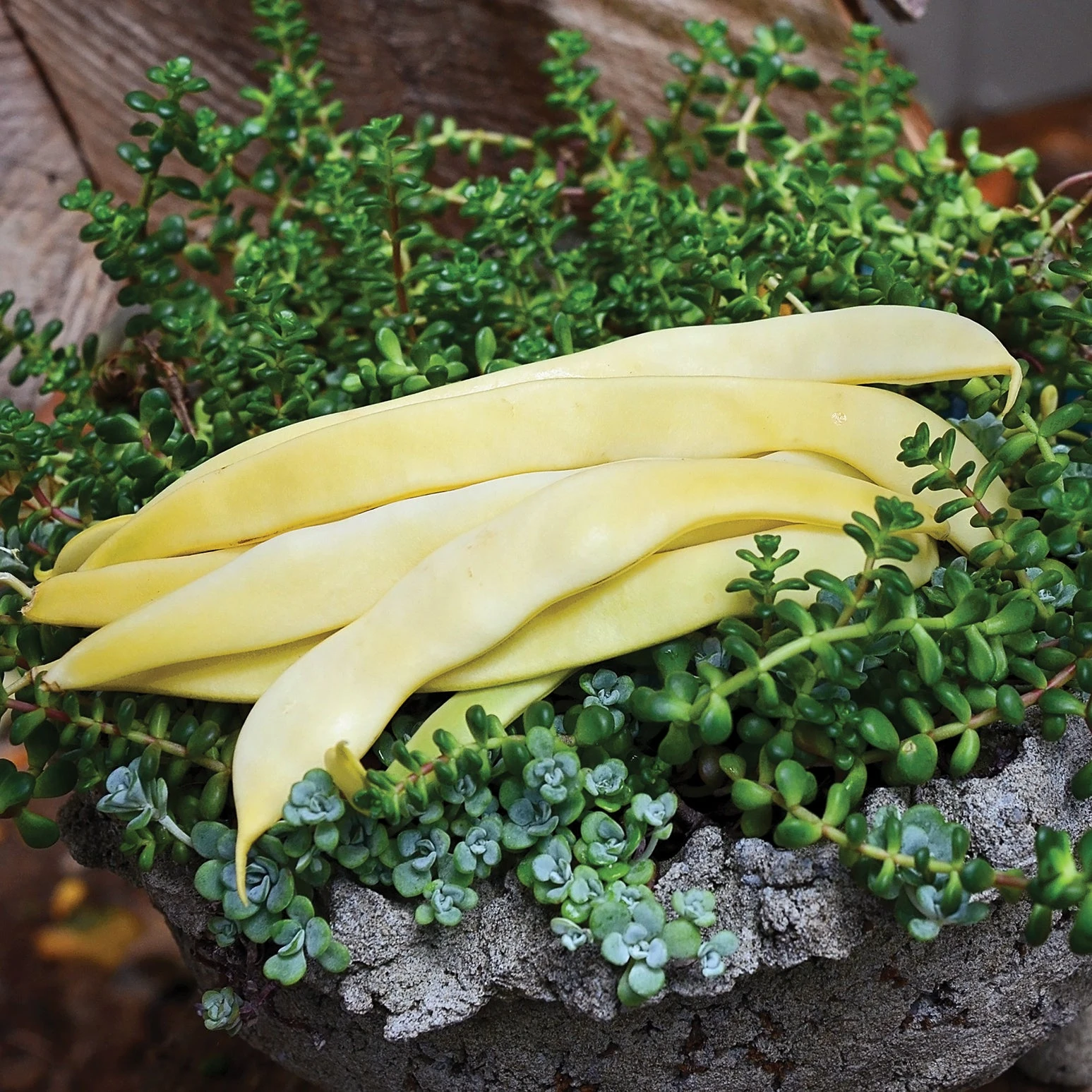 GOLDEN GATE 3 GOLDEN GATE