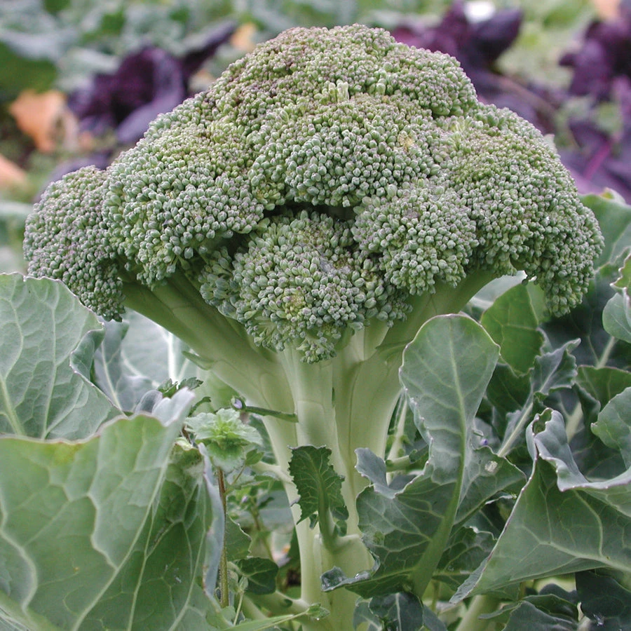 BELSTAR 4 BELSTAR - Image 2