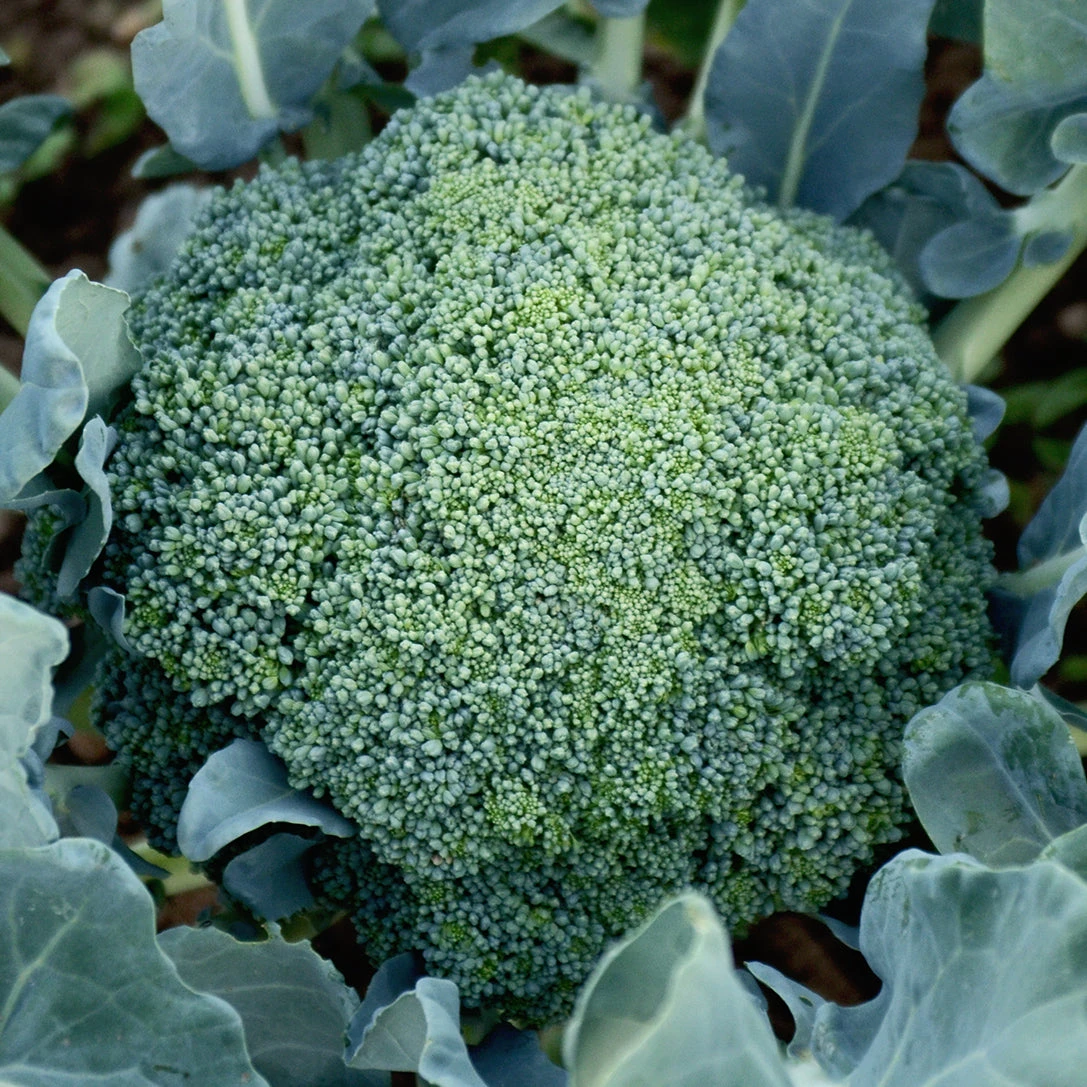 EMERALD CROWN 4 EMERALD CROWN - Image 2