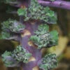 AUTUMN STAR KALETTES® -Parkseed Shop BS125 5