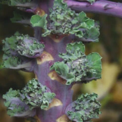 AUTUMN STAR KALETTES®