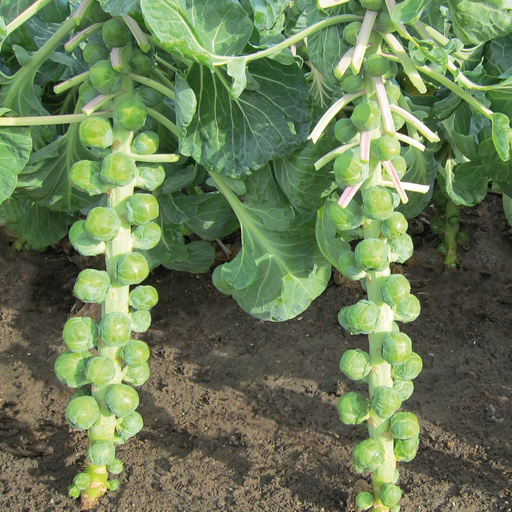 MARTE 4 MARTE - Image 2