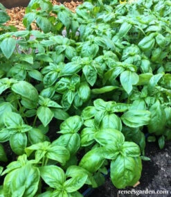 Italian Pesto Basil -Parkseed Shop BasilItalianPesto6