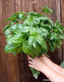 Sweet Green Basil -Parkseed Shop BasilSweetGreen1