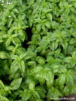 Sweet Green Basil -Parkseed Shop BasilSweetGreen4