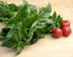 Sweet Green Basil -Parkseed Shop BasilSweetGreen5