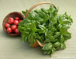 Sweet Green Basil -Parkseed Shop BasilSweetGreen7