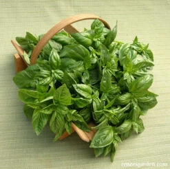 Sweet Green Basil -Parkseed Shop BasilSweetGreen8