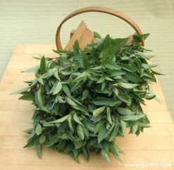 Queenette -Parkseed Shop Basil Thai2