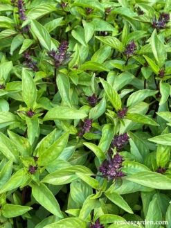 Queenette -Parkseed Shop Basil Thai3