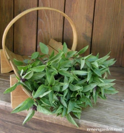 Queenette -Parkseed Shop Basil Thai4