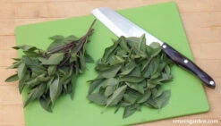 Queenette -Parkseed Shop Basil Thai5