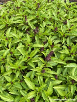 Queenette -Parkseed Shop Basil Thai6