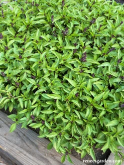 Queenette -Parkseed Shop Basil Thai7