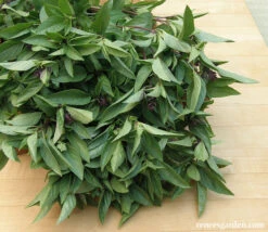 Queenette -Parkseed Shop Basil Thai8