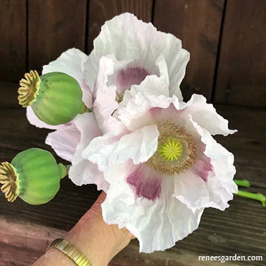 Hungarian Breadseed Poppy 4 Hungarian Breadseed Poppy - Image 2