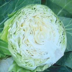 KATARINA -Parkseed Shop CB164 3