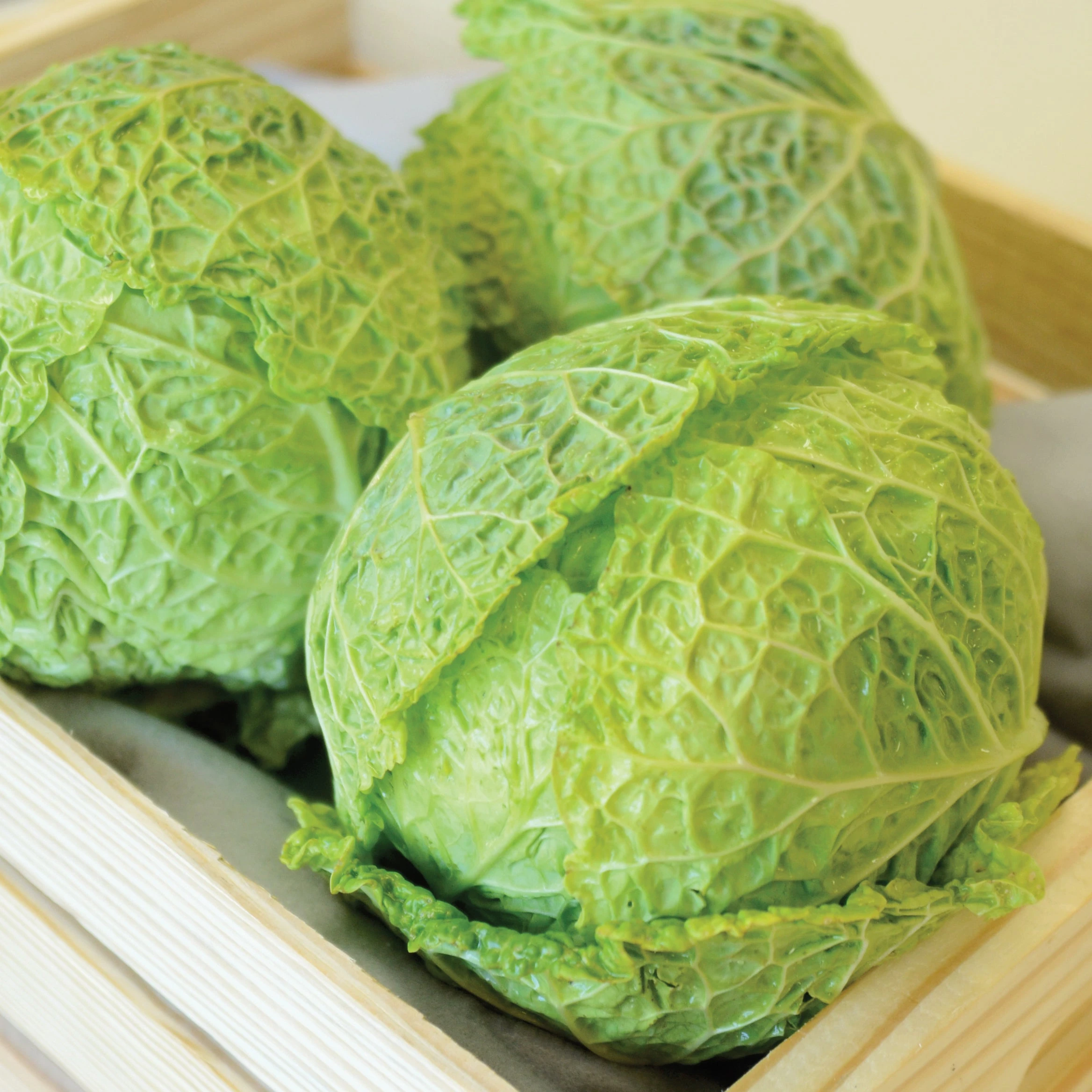 ALCOSA 5 ALCOSA - Image 3