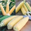 CORN SUCCESSION 1 CORN SUCCESSION -Parkseed Shop CN201