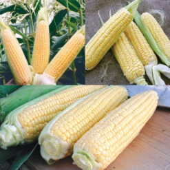 CORN SUCCESSION