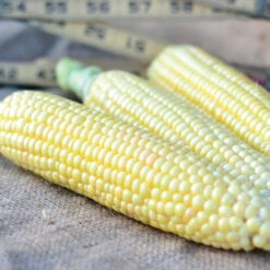 GOLDEN JUBILEE -Parkseed Shop CN202 3