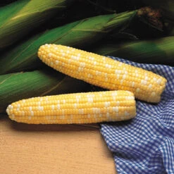 SERENDIPITY -Parkseed Shop CN217 3