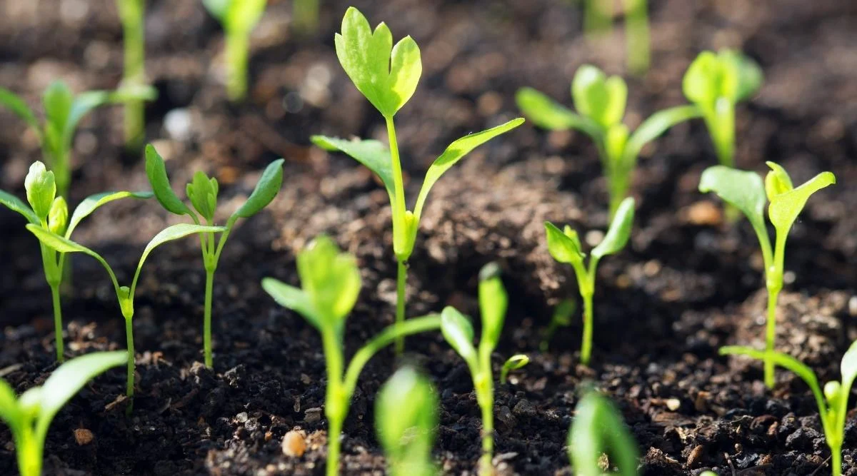 Parkseed Shop -Parkseed Shop Celery seedlings