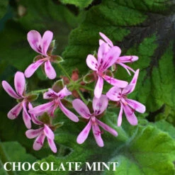 Trio I: Chocolate And Roses 12 Trio I: Chocolate And Roses -Parkseed Shop ChocolateMintI