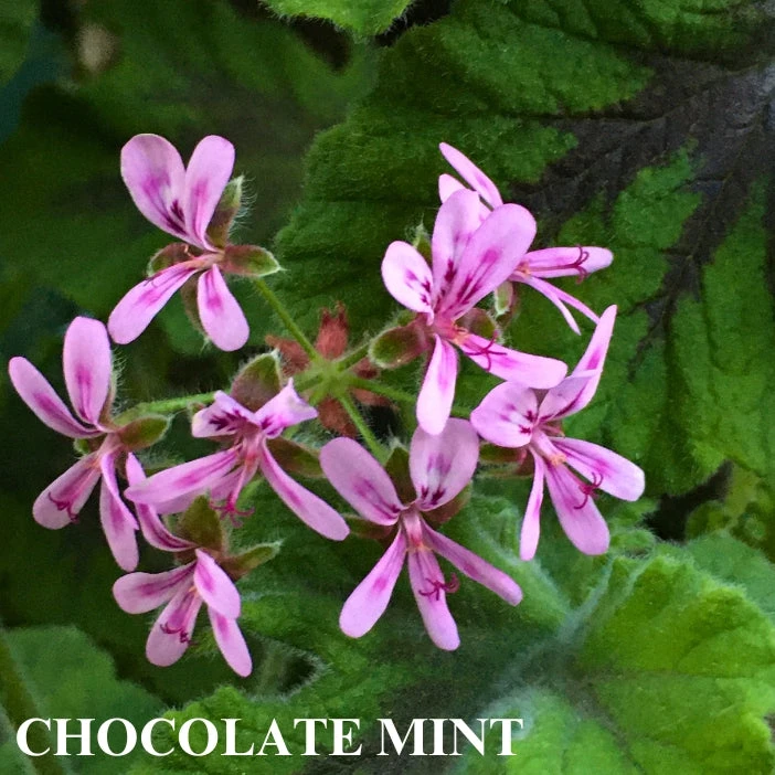 Trio I: Chocolate And Roses 5 Trio I: Chocolate And Roses - Image 3