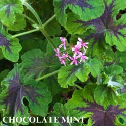 Trio I: Chocolate And Roses 15 Trio I: Chocolate And Roses -Parkseed Shop ChocolateMintII