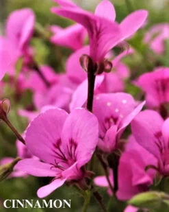 Trio III: Spice 11 Trio III: Spice -Parkseed Shop Cinamon