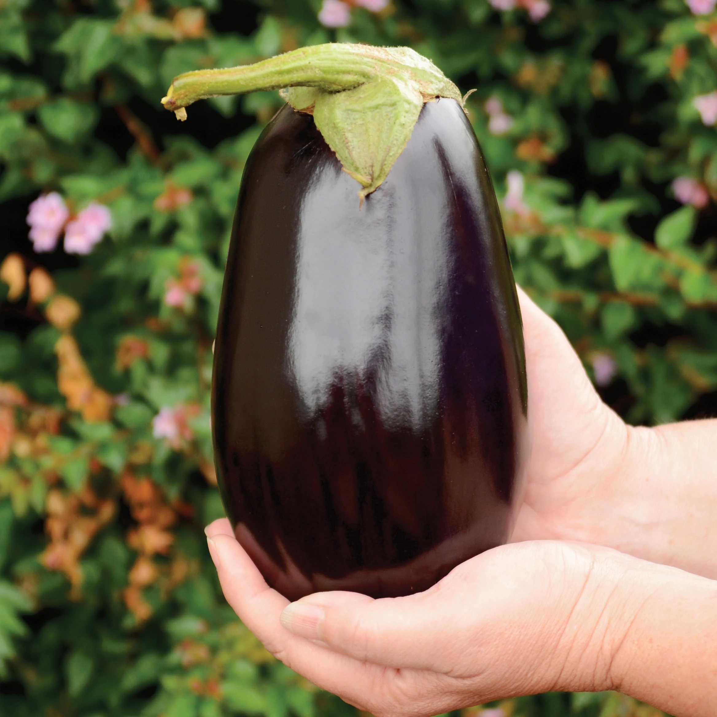 ROLANDIA 4 ROLANDIA - Image 2