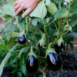 ROLANDIA 7 ROLANDIA -Parkseed Shop EG339 3