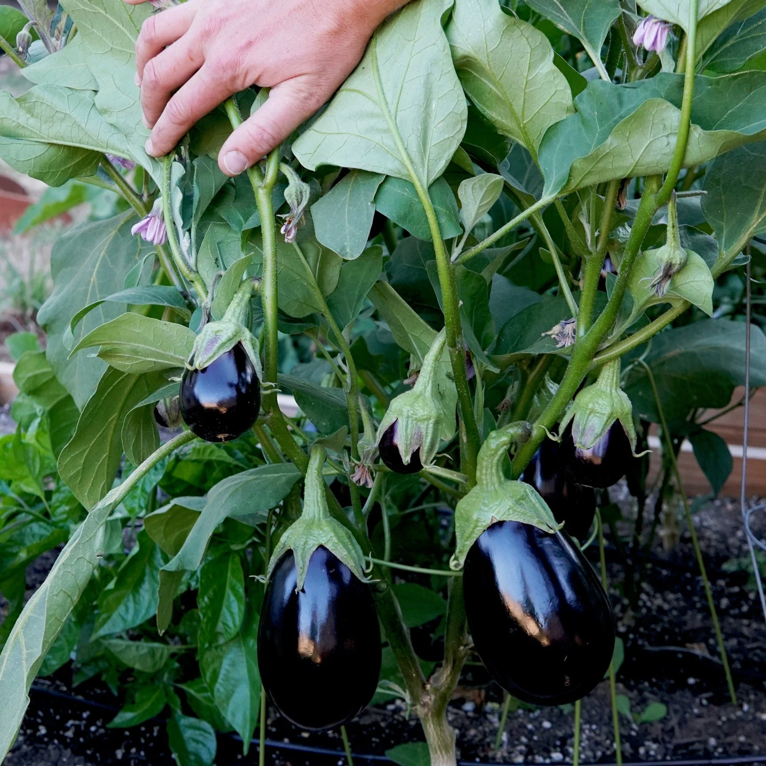 ROLANDIA 5 ROLANDIA - Image 3