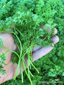 French Chervil -Parkseed Shop French Chervil web